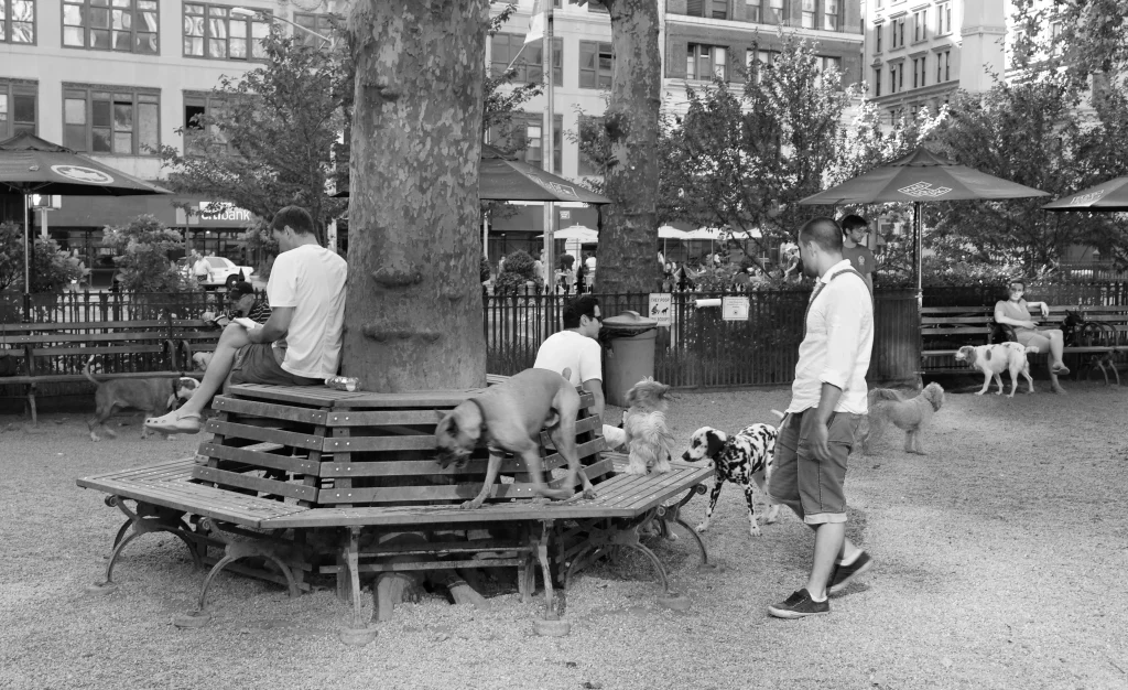 jardin de chiens 1